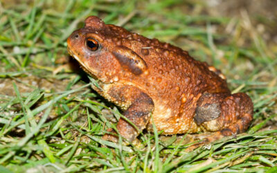 Aproximación jurídica al caso Nacho Vidal y el «Rito del Sapo Bufo»